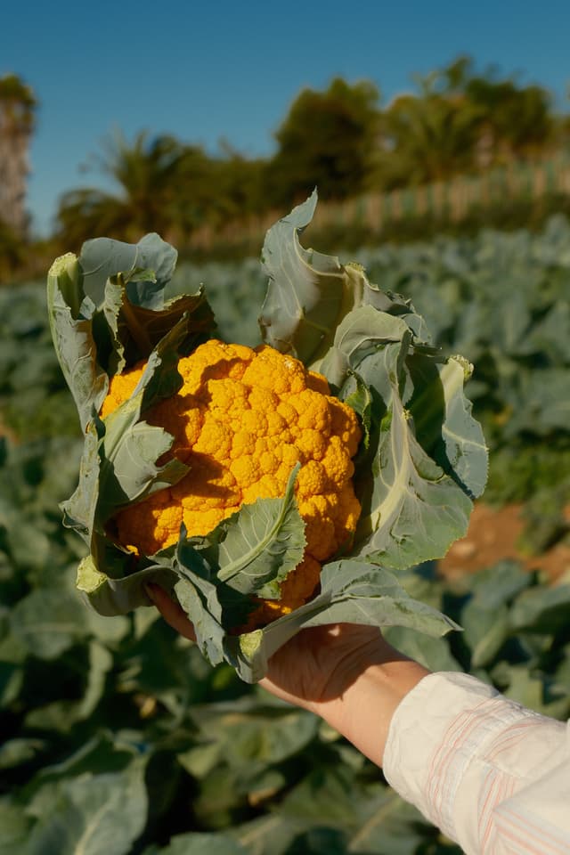 Cheddar Cauliflower