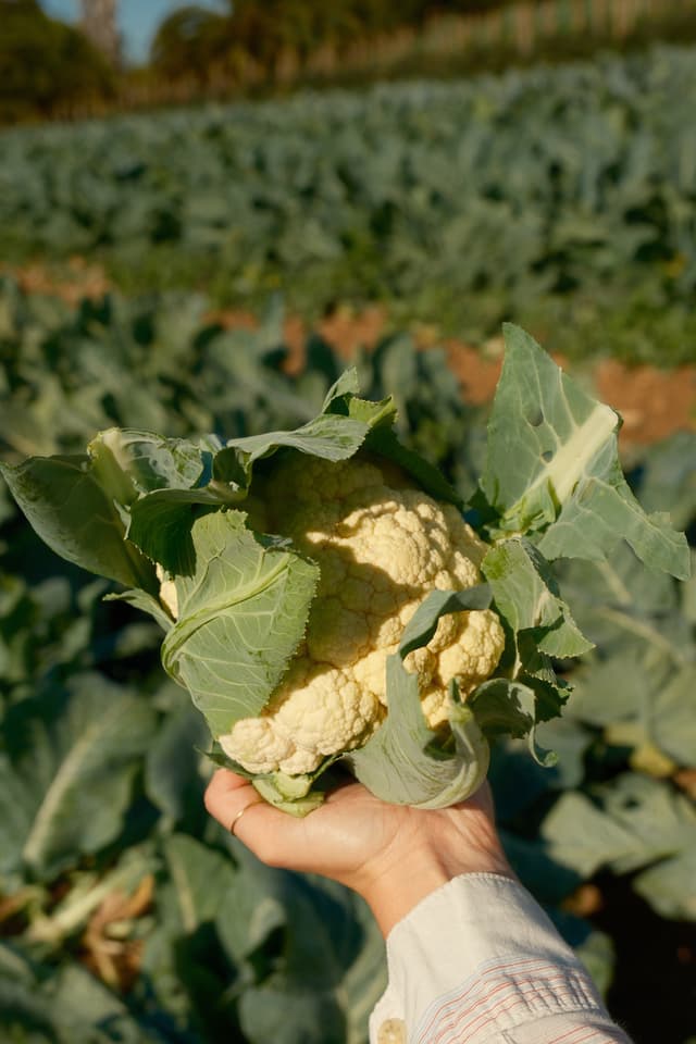 White Cauliflower