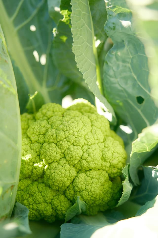 Green Cauliflower