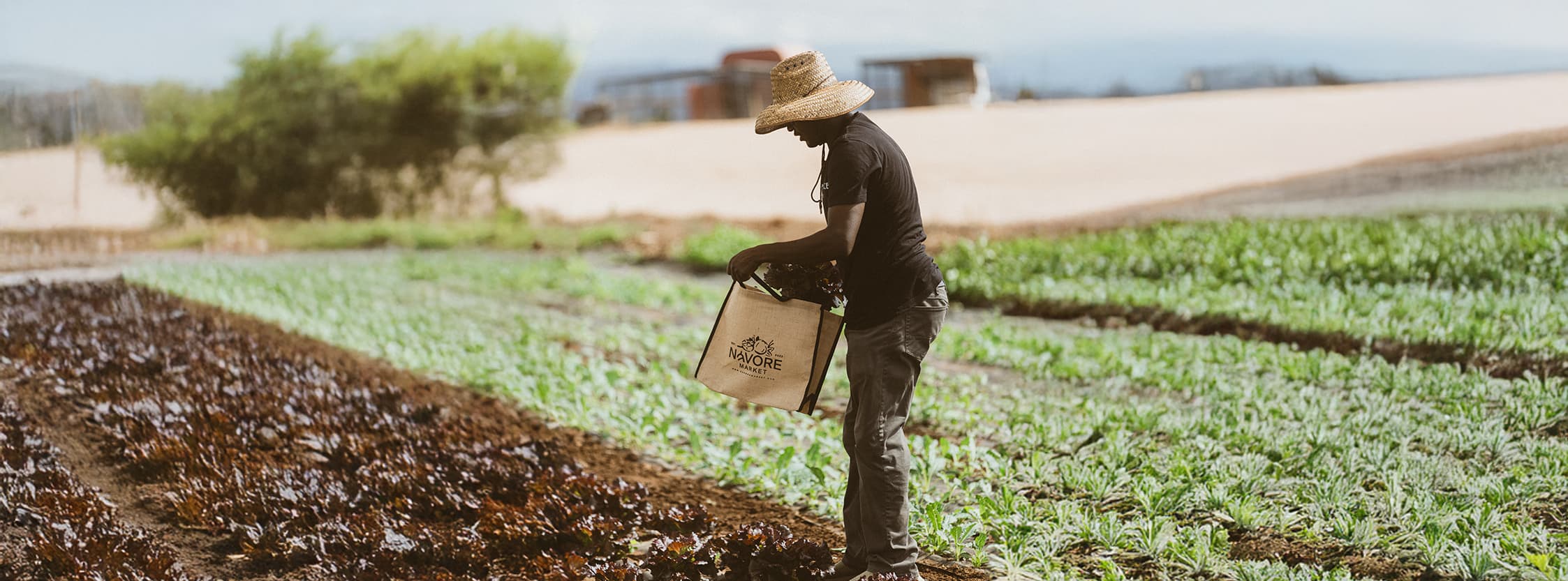 Fresh local produce banner