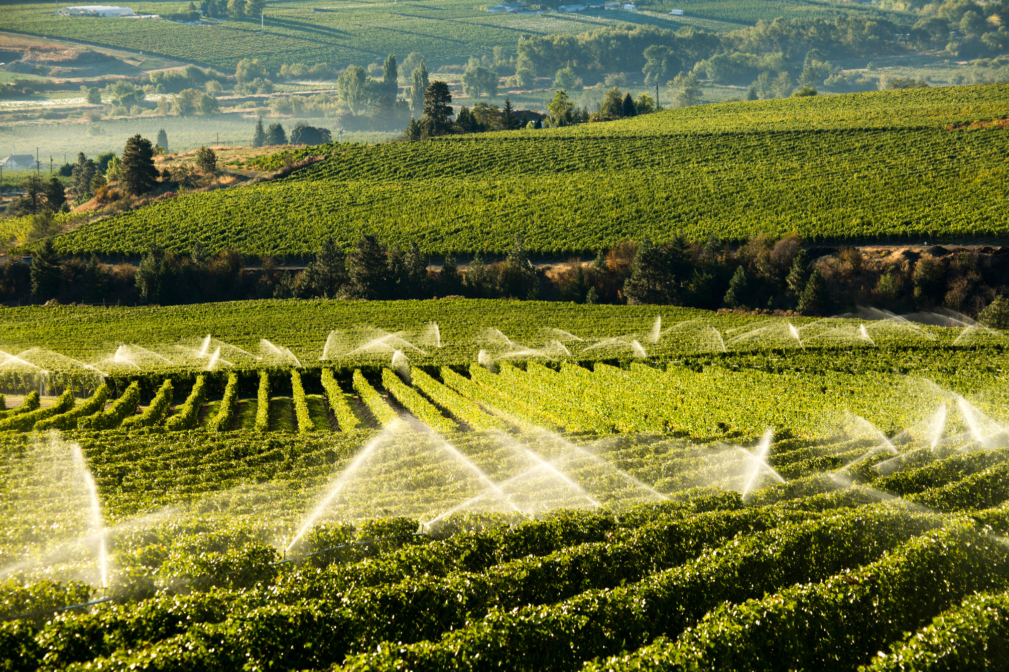 Agriculture Irrigation Sprinkler Okanagan Vineyard